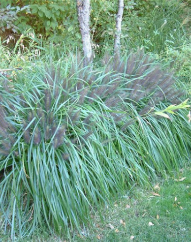 Lampenputzergras Moudry 1,5L