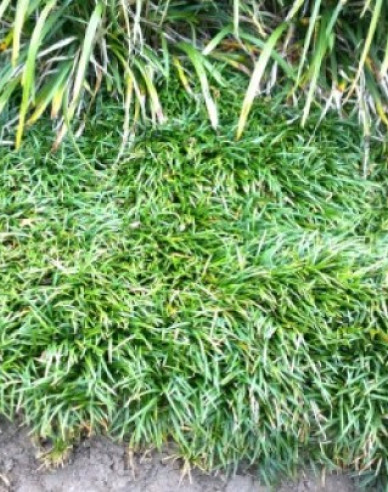 Schlangenbart  Minor