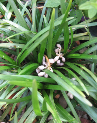 Schlangenbart  Minor