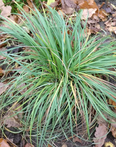 Segge Blue Zinger 1,5L