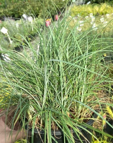 Segge Blue Zinger 1,5L