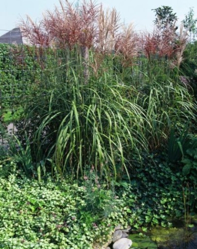 Chinaschilf Ferner Osten