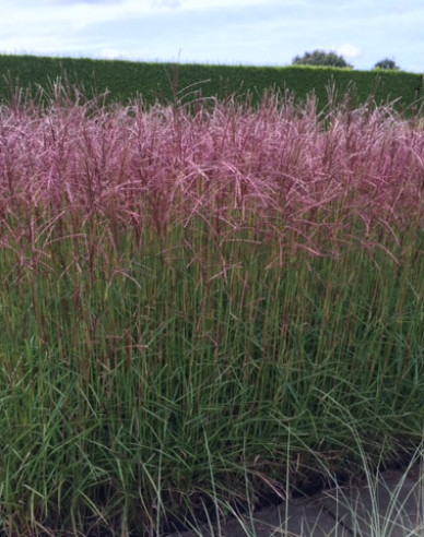 Chinaschilf Ferner Osten