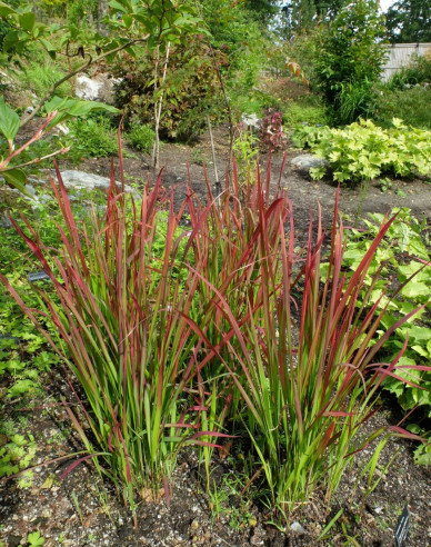 Blutgras Red Baron 1l