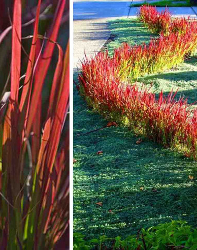 Blutgras Red Baron 1l