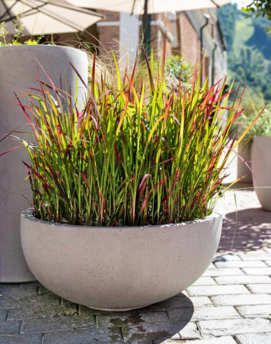 Blutgras Red Baron 1l