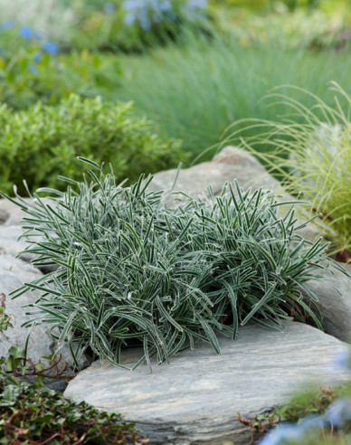 Zwergbinse ’ICE CRYSTAL’ ®