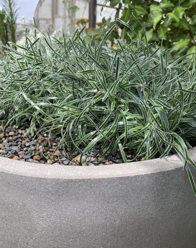 Zwergbinse ’ICE CRYSTAL’ ®