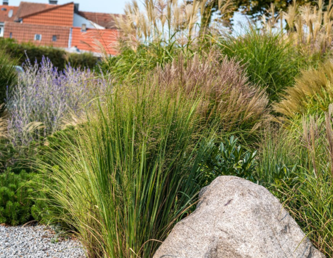 Ruten-Hirse Strictum
