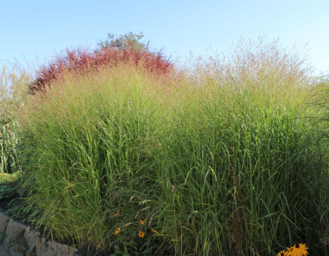 Ruten-Hirse Strictum