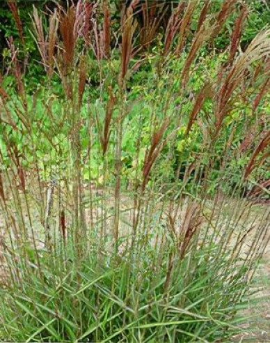 Chinaschilf Serengeti