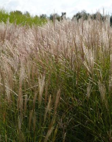 Chinaschilf Serengeti