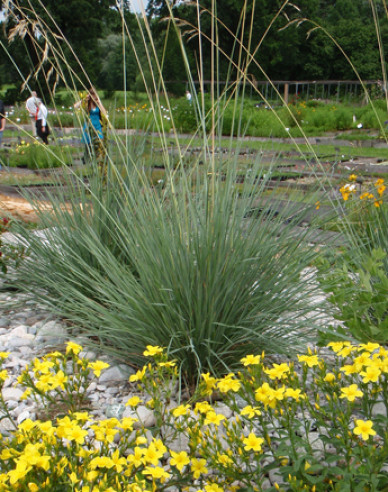 Immergrünes Schillergras Saphirsprudel