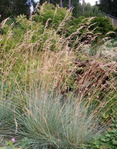 Immergrünes Schillergras Saphirsprudel