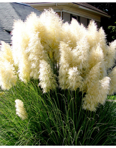 Pampasgras Weiße Feder