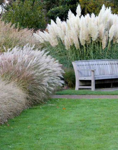 Pampasgras Weiße Feder