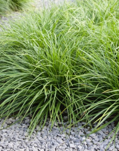 Segge ´Variegatta´