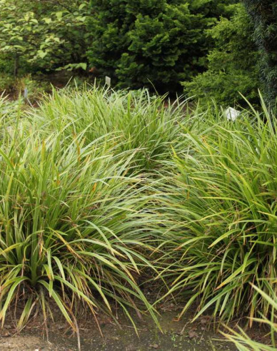 Segge ´Variegatta´