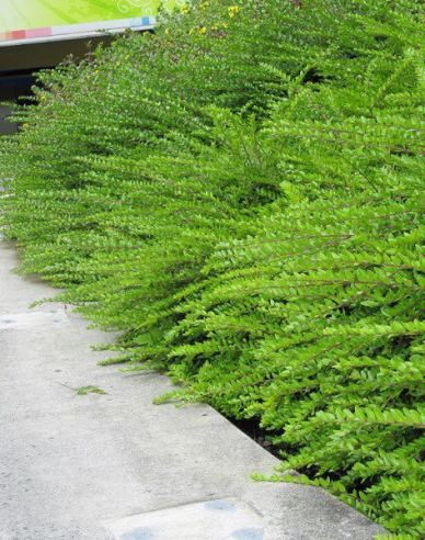 Immergrüne Heckenkirsche 9x9