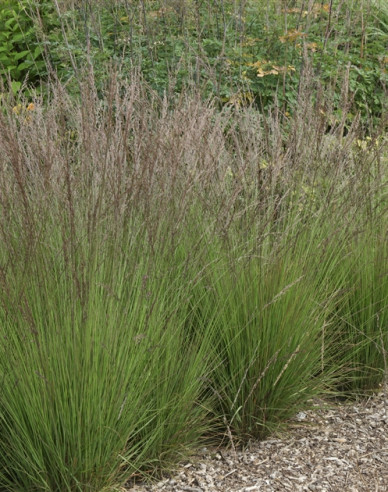 Pfeifengras"Edith Dudszus"