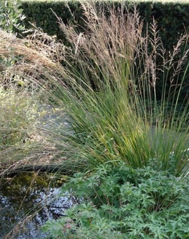 Pfeifengras"Edith Dudszus"