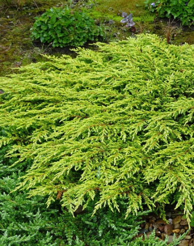 Wacholder Goldschatz