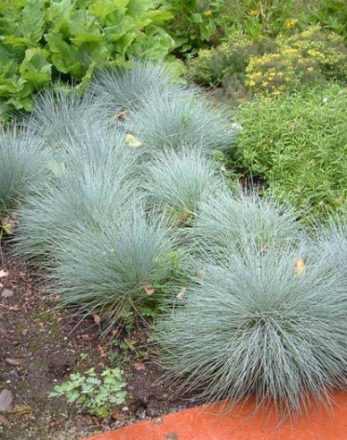 Schwingel "Elijah Blue"