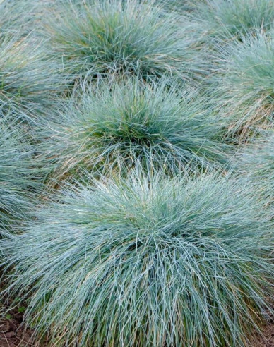 Schwingel "Elijah Blue"