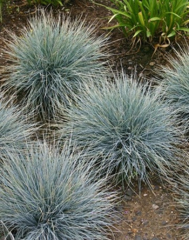 Schwingel "Elijah Blue"