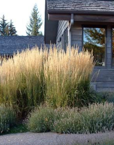 Reitgras Karl Foerster 1,5l