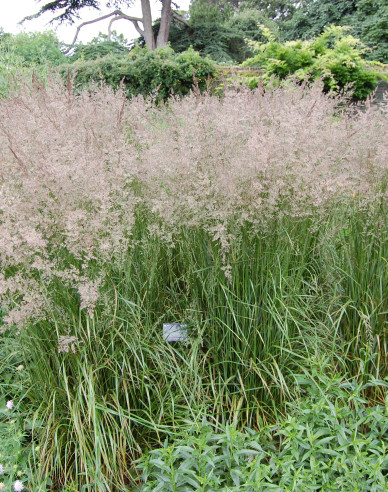 Reitgras Karl Foerster 1,5l