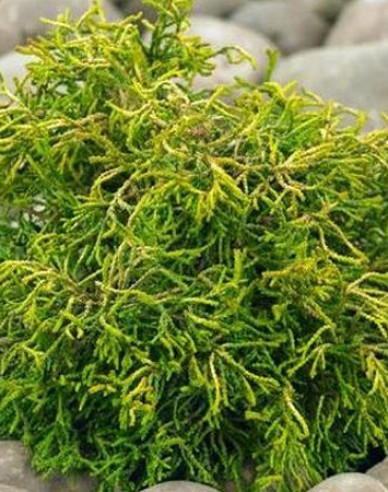 Scheinzypresse Tsatsumi Gold