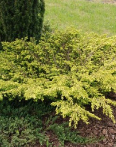 Wacholder Goldschatz