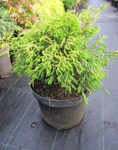 Scheinzypresse Tsatsumi Gold