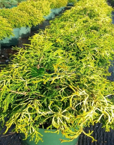 Scheinzypresse Tsatsumi Gold