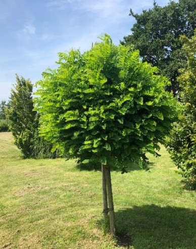 Kugelakazie Umbraculifera