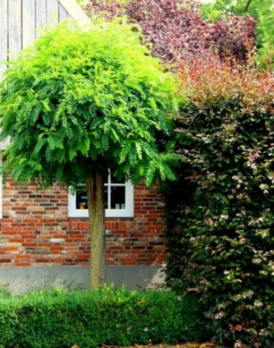Kugelakazie Umbraculifera