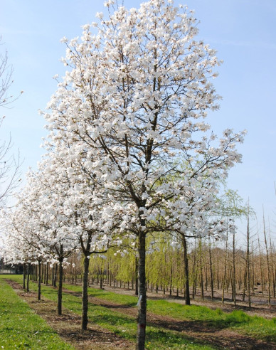 Magnolia japonica - Stämmchen