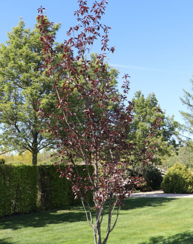 Japanische Nelkenkirsche Royal Burgundy mehrstämmig