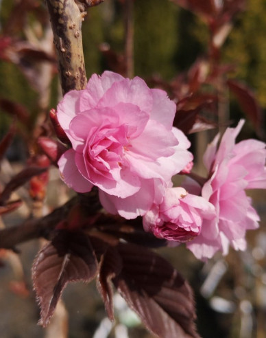 Japanische Nelkenkirsche Royal Burgundy mehrstämmig