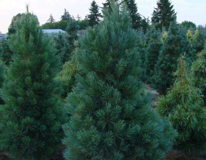 Pinus strobus Fastigiata