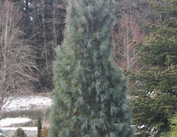Pinus strobus Fastigiata