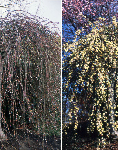 Salix caprea  Kilmarnock - Stämmchen 80cm