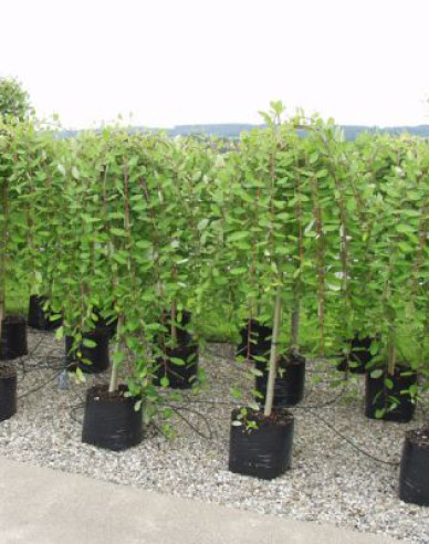 Salix caprea  Kilmarnock - Stämmchen 80cm