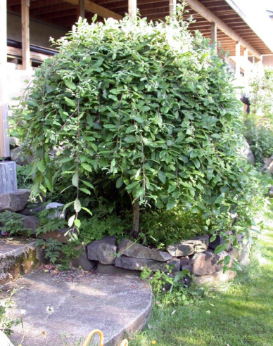 Salix caprea  Kilmarnock - Stämmchen 80cm