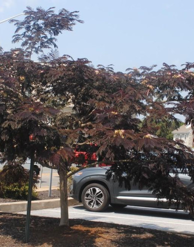 Albizia rosa Summer Chocolate 125 - 150cm