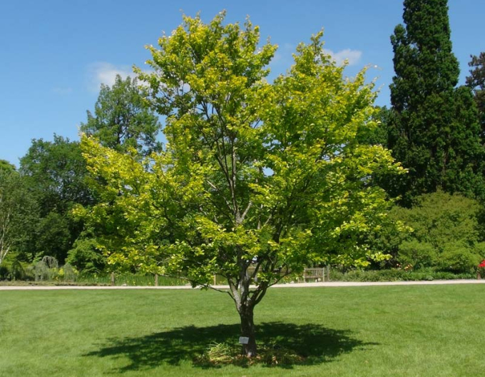 Rotbuche Zlatia