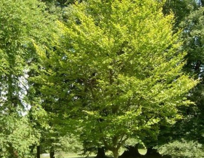 Rotbuche Zlatia