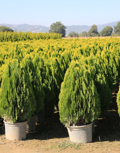 Lebensbaum Aurea Nana