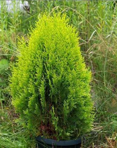 Lebensbaum Aurea Nana